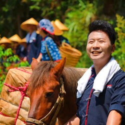 Picking tea leaves again and going to Beijing
