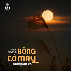 Bông Cỏ May