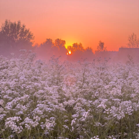 Morning