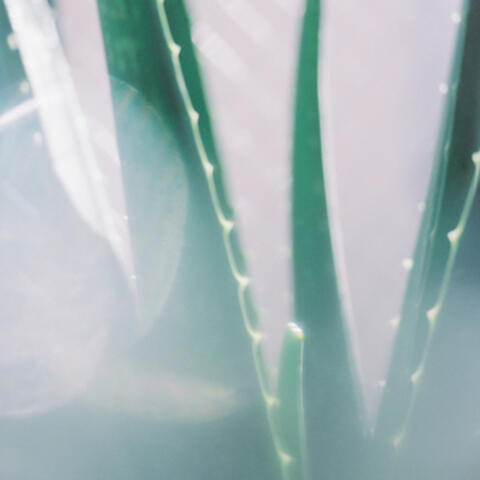 Aloe