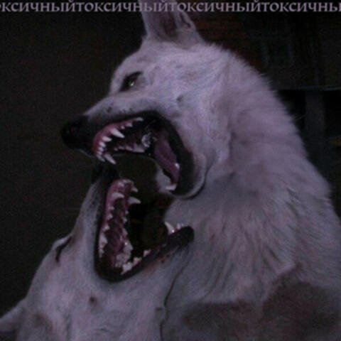 TOXIK