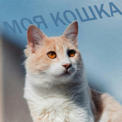 Моя кошка