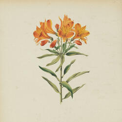 AMIGO "Alstroemeria Aurantiaca"