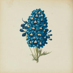 TEMPANITO de HIELO "Delphinium Formosum"