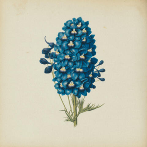 TEMPANITO de HIELO "Delphinium Formosum"