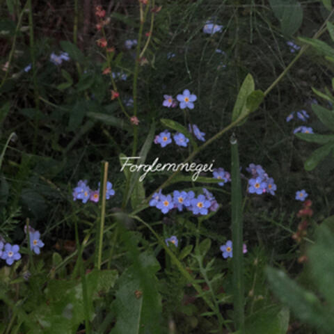 Forglemmegei