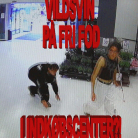 vildsvin på fri fod i indkøbscenter