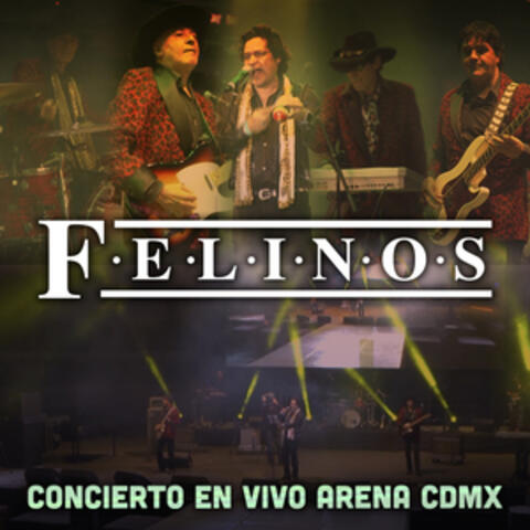 Felinos Concierto