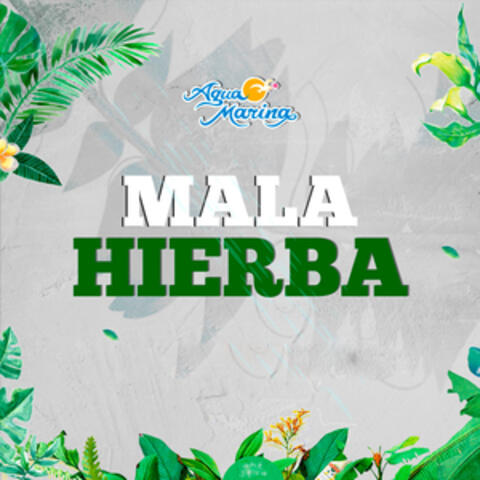 Mala Hierba