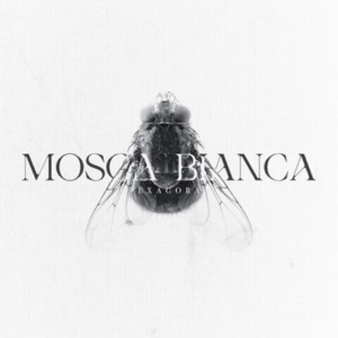 Mosca Bianca