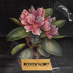 RODODENDRO