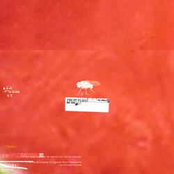 Fruit Flies