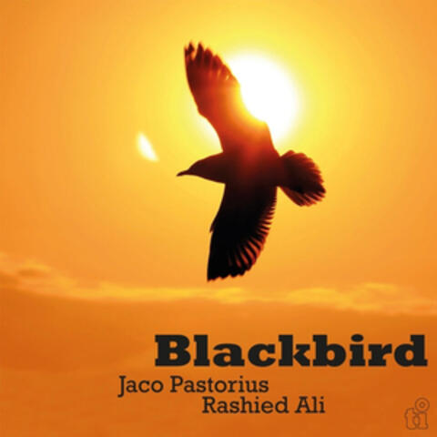 Blackbird