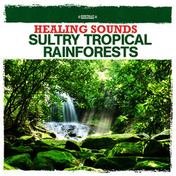 Raindrops Trickle Down Broad Palm Leaves, Soaked Up By The Fertile Earth