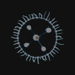 Gênesis