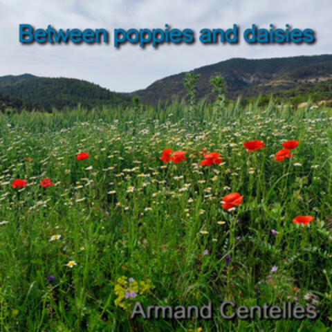 Between Poppies and Daisies