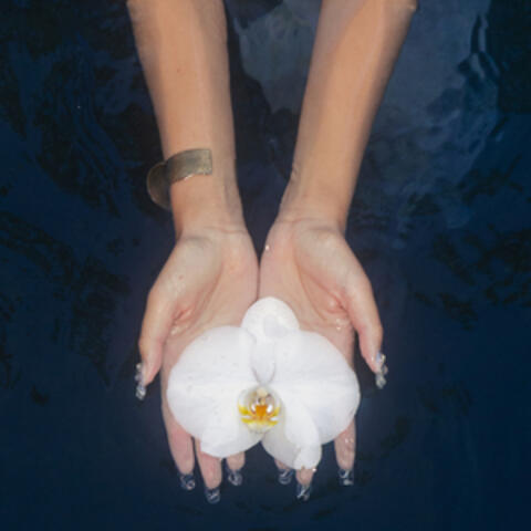 orchids
