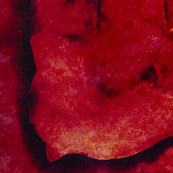 Double consciousness