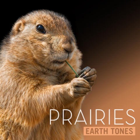 Earth Tones: Prairies