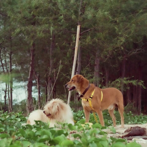 ปรารถนาดี