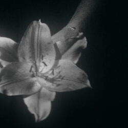 Christmas In Wellington