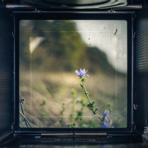 ViewFinder: Nature's Ratio