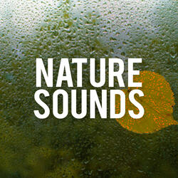 Sounds Of The Nature