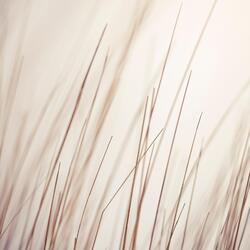 White Forest