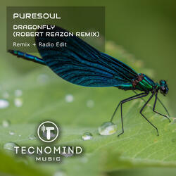 Dragonfly