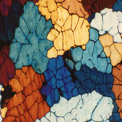 Under The Sycamore