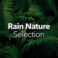 Sounds Of Frogs In The Jungle