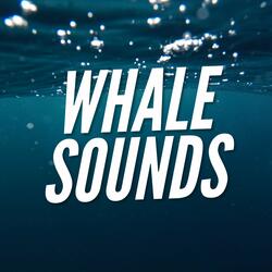 Deep Ocean Whales