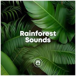 Soothing Rain For Sleep