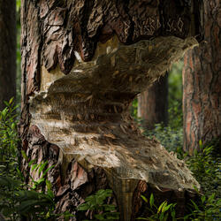 The Guimarães Experience