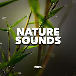 Light Rain Sounds