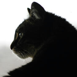 If I Could Turn Back Time