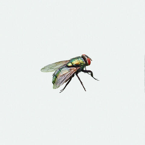 WINGED