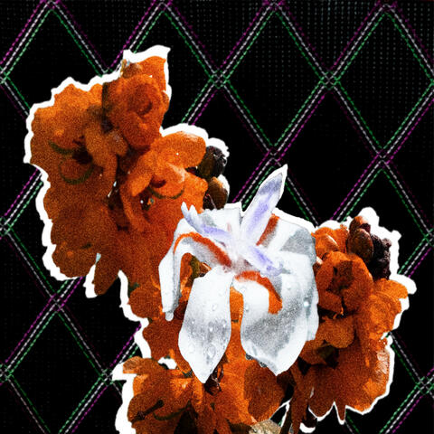 Petals