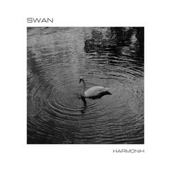 Swan