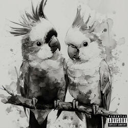 Parrots