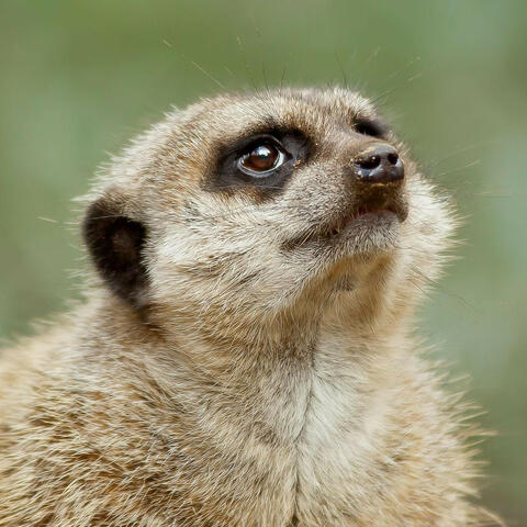 Aura Chillout (Lo-Fi Songs)