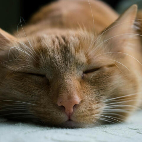 Lo-Fi Chillout for the End of Us