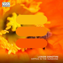 Hippos In The Sunshine