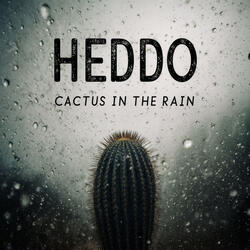 Cactus in the rain
