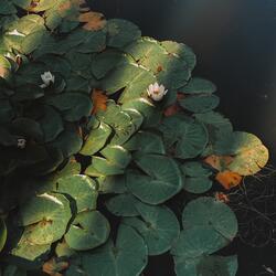 Lily