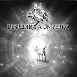 Despedida a un perro