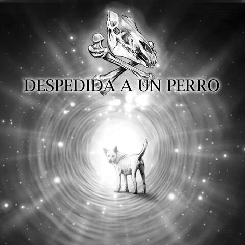 Despedida a un perro