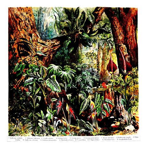 Vibrant Forest
