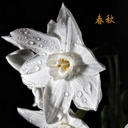 给你的爱