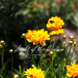 Light of the Dream